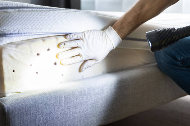 Best Pest Control Near Me  in Deming, NM